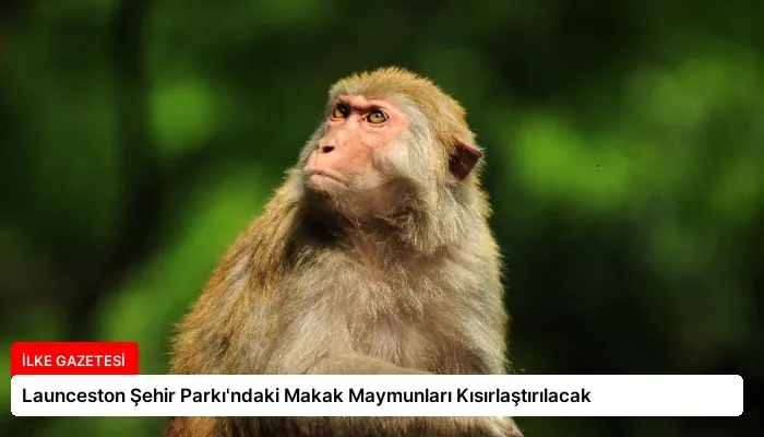 Launceston Şehir Parkı’ndaki Makak Maymunları Kısırlaştırılacak