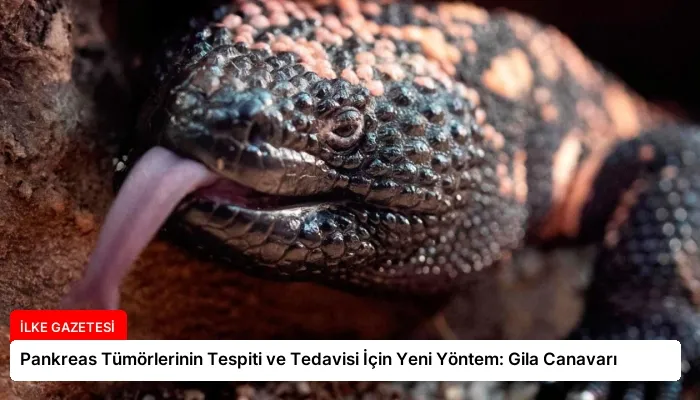 Pankreas Tümörlerinin Tespiti ve Tedavisi İçin Yeni Yöntem: Gila Canavarı
