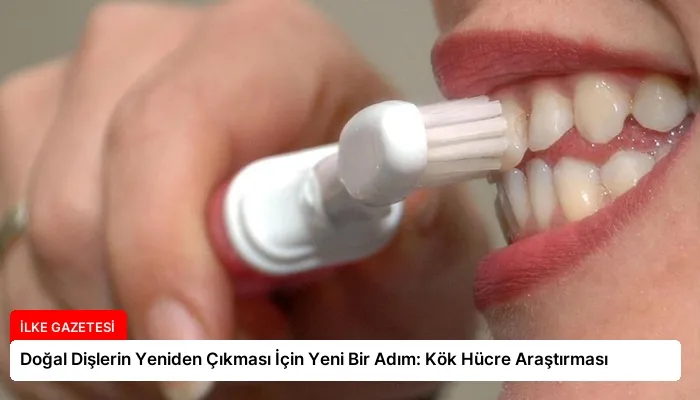 Doğal Dişlerin Yeniden Çıkması İçin Yeni Bir Adım: Kök Hücre Araştırması