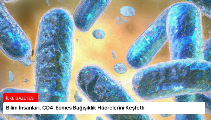 Bilim İnsanları, CD4-Eomes Bağışıklık Hücrelerini Keşfetti