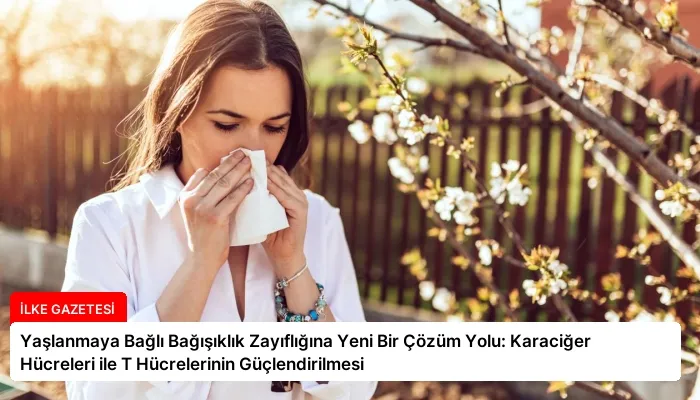 Yaşlanmaya Bağlı Bağışıklık Zayıflığına Yeni Bir Çözüm Yolu: Karaciğer Hücreleri ile T Hücrelerinin Güçlendirilmesi