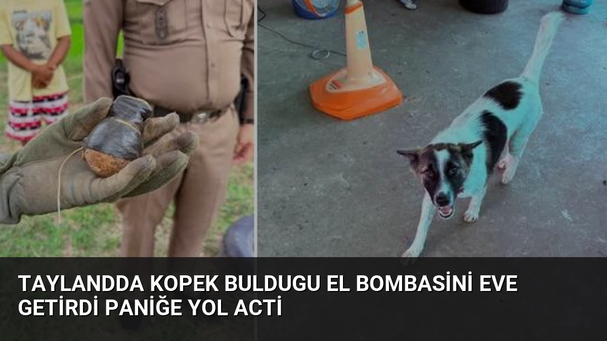 Taylandda Kopek Buldugu El Bombasini Eve Getirdi Paniğe Yol Acti