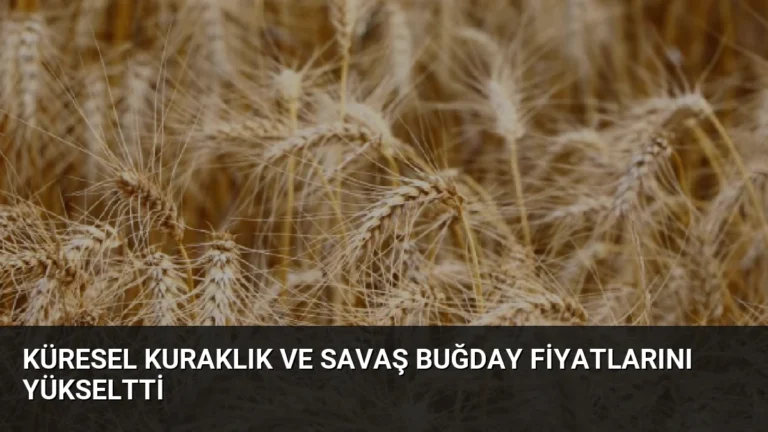 Küresel Kuraklık ve Savaş Buğday Fiyatlarını Yükseltti