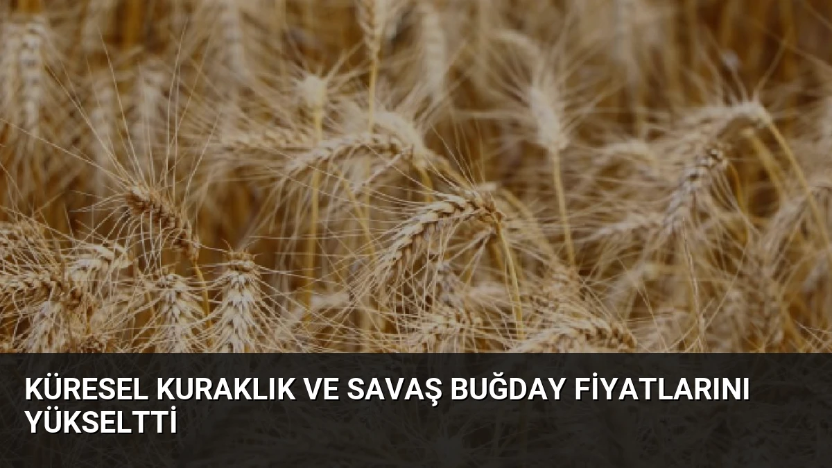 Küresel Kuraklık ve Savaş Buğday Fiyatlarını Yükseltti