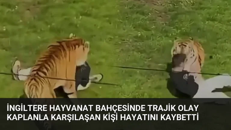 İngiltere Hayvanat Bahçesinde Trajik Olay Kaplanla Karşılaşan Kişi Hayatını Kaybetti