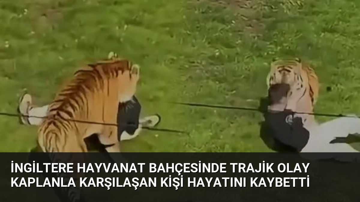 İngiltere Hayvanat Bahçesinde Trajik Olay Kaplanla Karşılaşan Kişi Hayatını Kaybetti