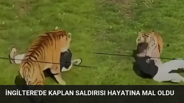 İngiltere’de Kaplan Saldırısı Hayatına Mal Oldu